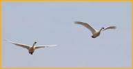 American<BR>Tundra Swans
