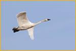 American<BR>Tundra Swan