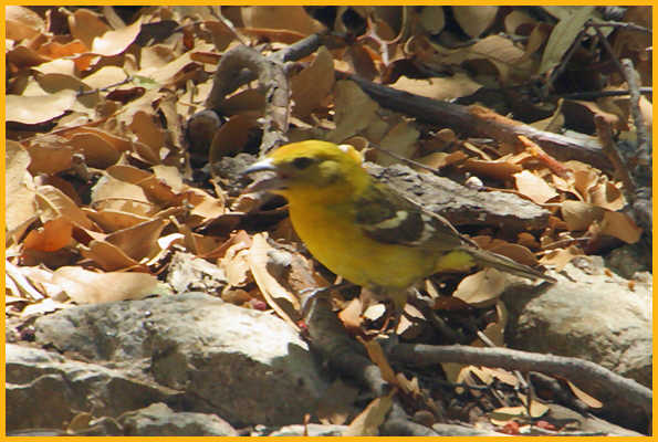 Female <BR>Flame-colored Tanager