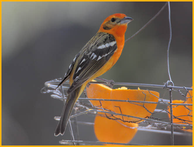 Flame-colored Tanager