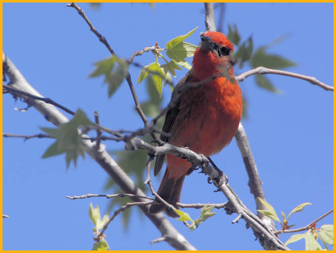 Hepatic Tanager