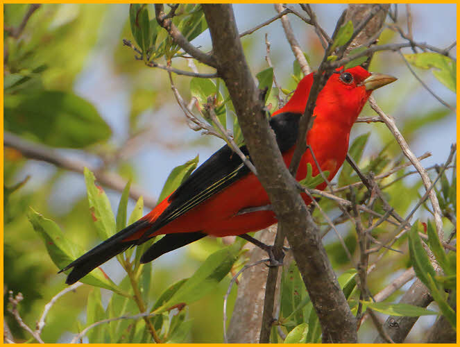 Scarlet Tanager