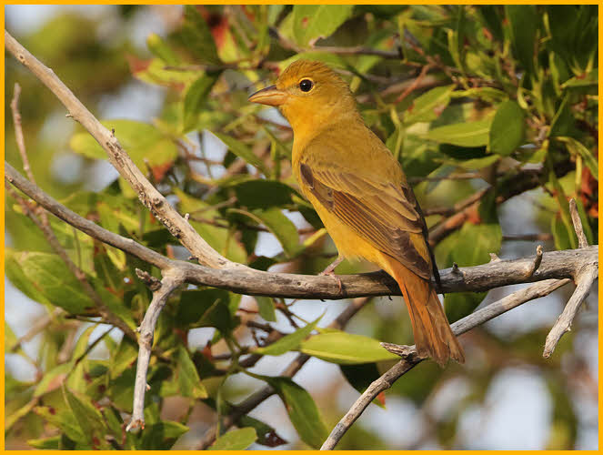 Female Eastern<BR>Summer Tanager