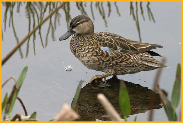 Juvenile <BR>Blue-winged Teal