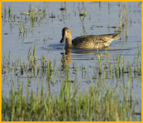 Nonbreeding <BR>Cinnamon Teal