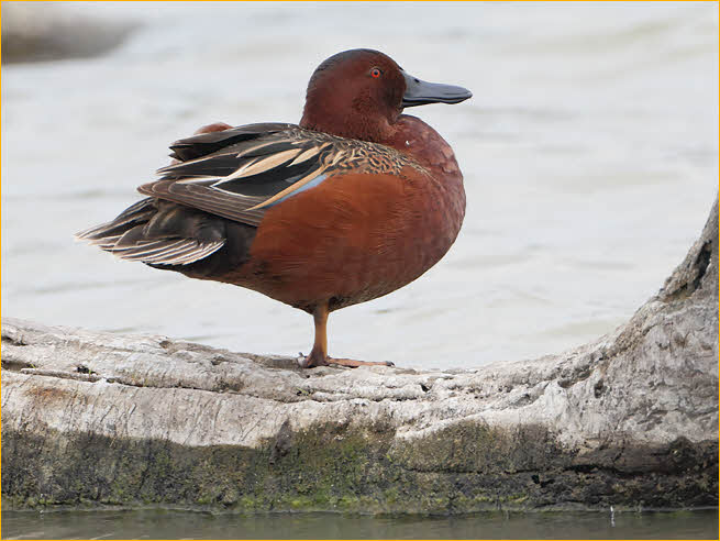 Cinnamon Teal