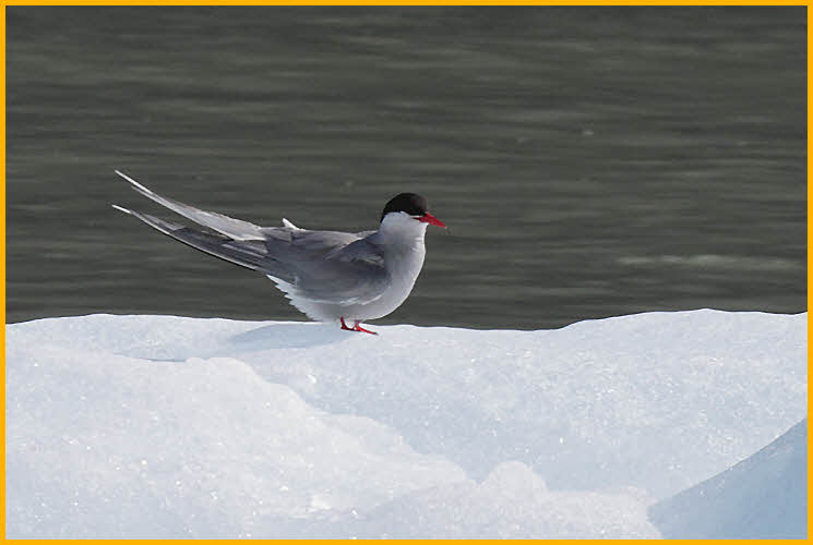 Arctic Tern