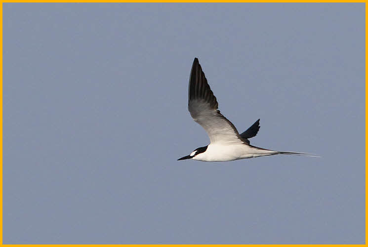 Bridled Tern