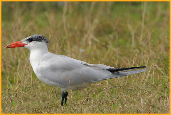 Nonbreeding <BR>Caspian Tern