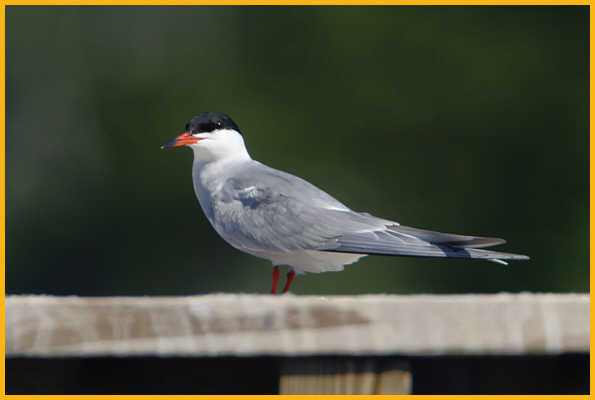 Common Tern