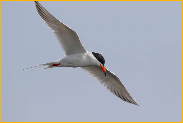 Common Tern