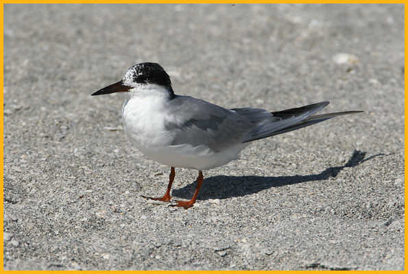 Transition <BR>Forster's Tern