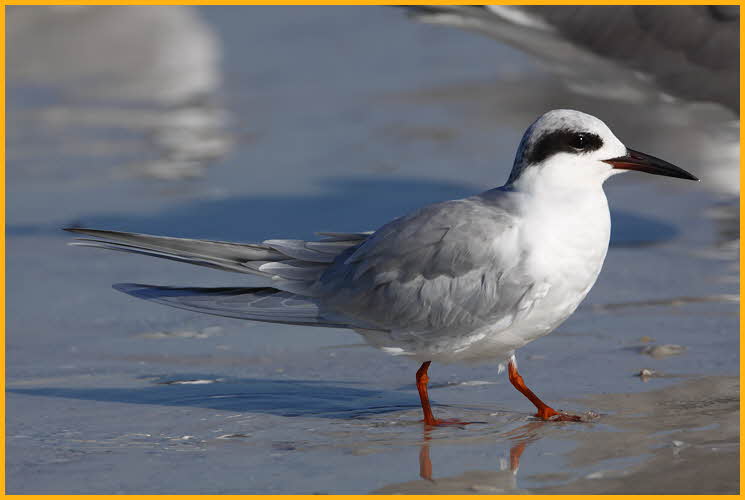 Nonbreeding <BR>Forster's Tern