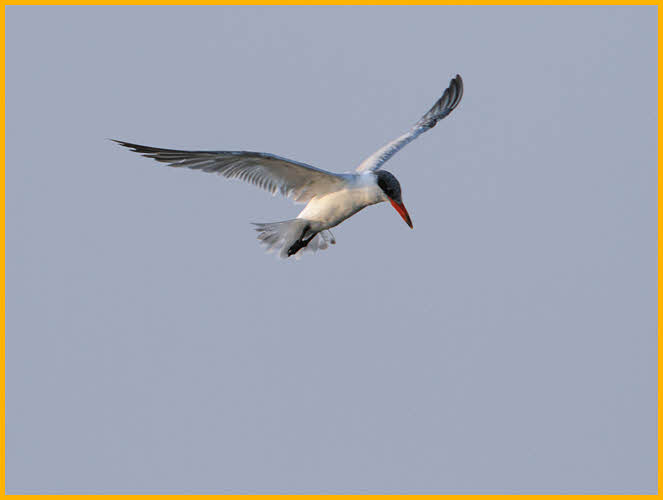 Forster's Tern