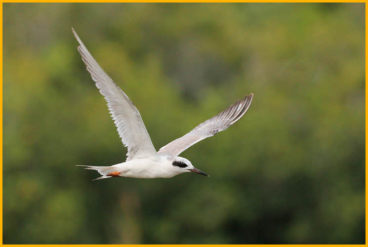Fresh Juvenile<BR>Forster's Tern