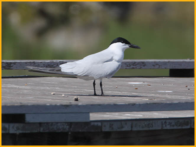 Gull-billed Tern
