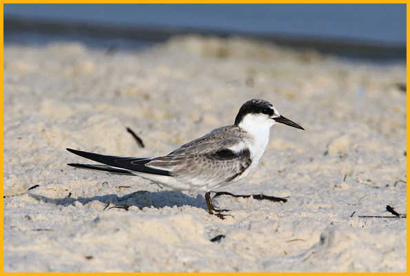 Juvenile <BR>Least Tern