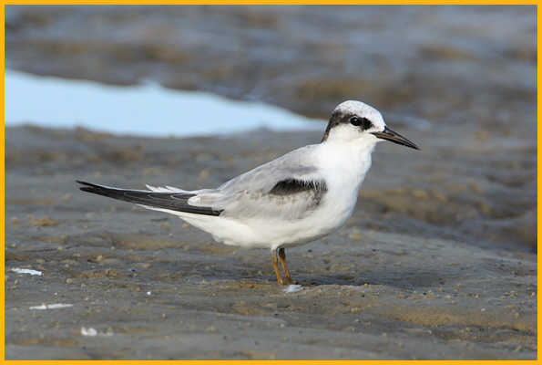 First Year <BR>Least Tern