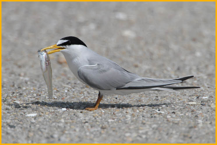 Least Tern