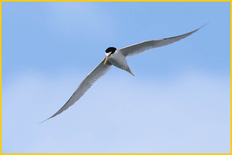 Least Tern