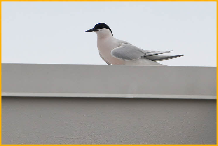 Roseate Tern