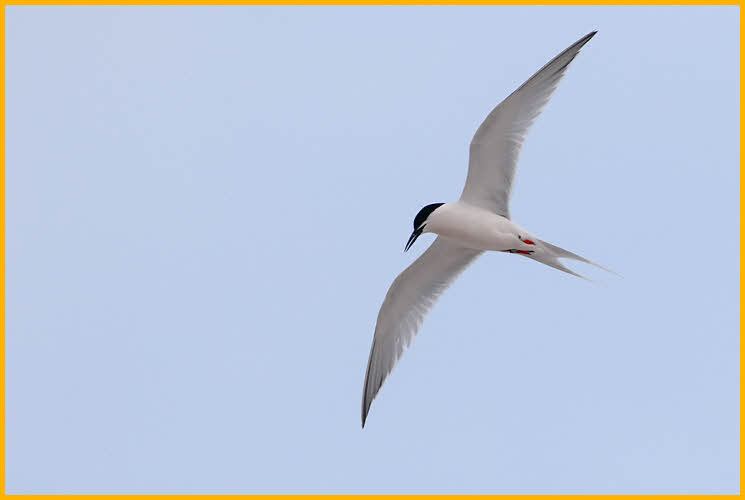 Roseate Tern