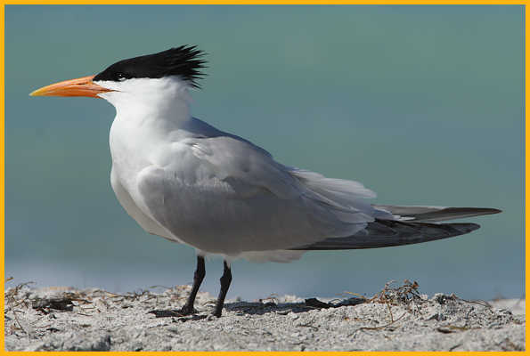 Royal Tern