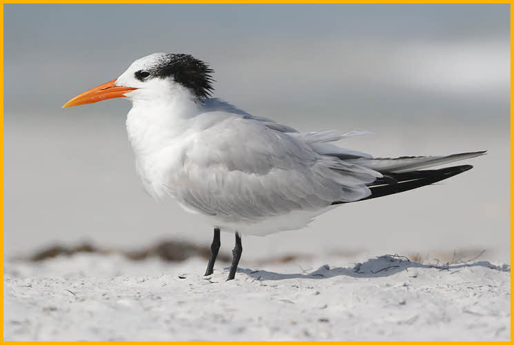 Nonbreeding<BR>Royal Tern