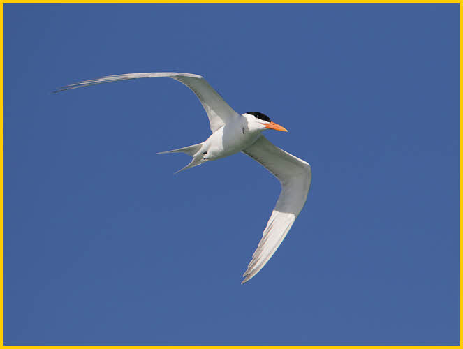 Royal Tern