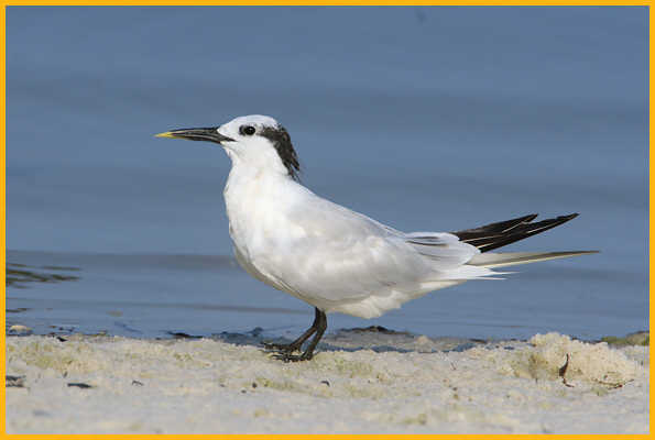 Nonbreeding <BR>Sandwich Tern