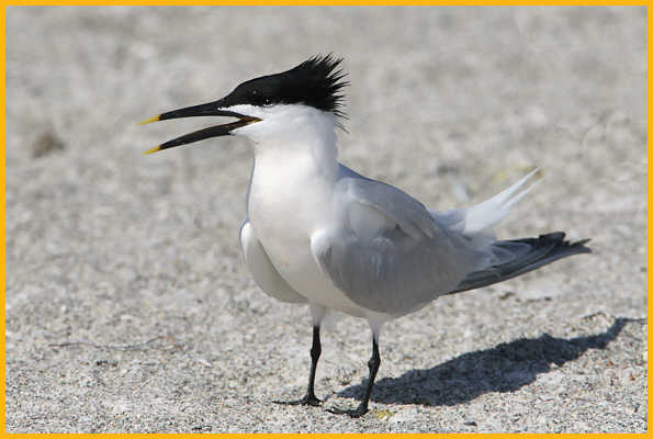 Sandwich Tern