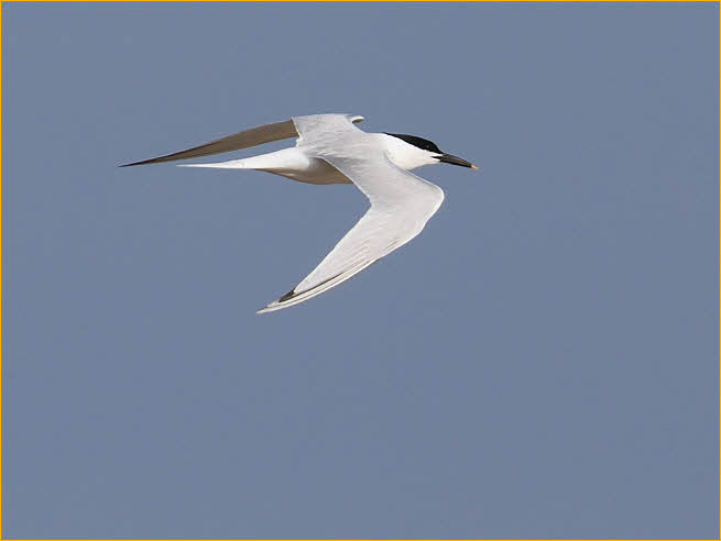 Sandwich Tern