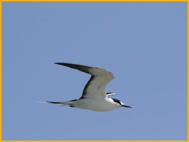 Sooty Tern