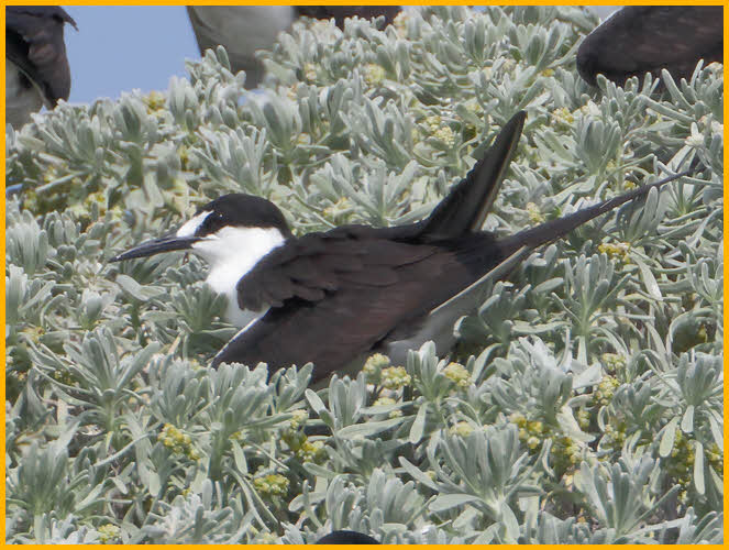 Sooty Tern