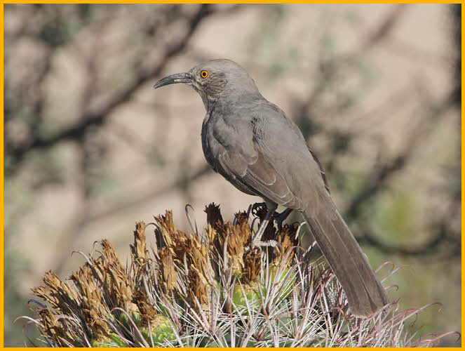 Bendire's Thrasher