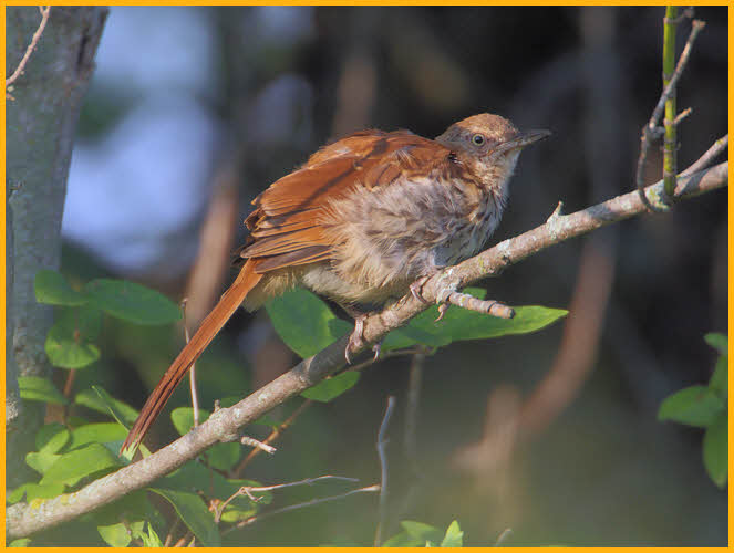 Juvenile Brown Thrasher