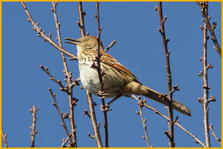Eastern<BR>Brown Thrasher