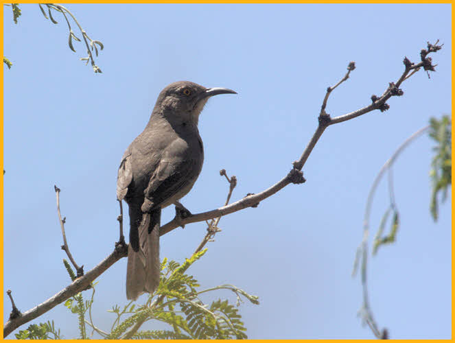 Crissal Thrasher