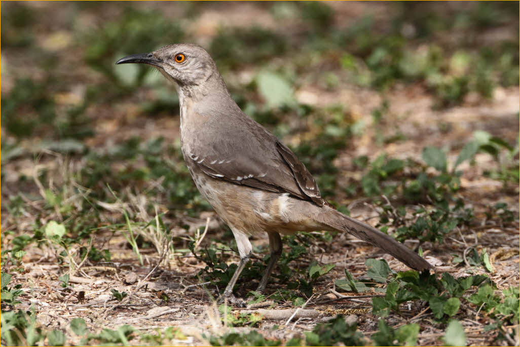 Chihuahuan<BR>Curve-billed Thras
