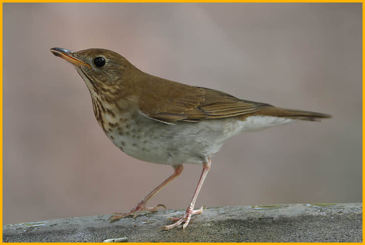 Bicknell's Thrush