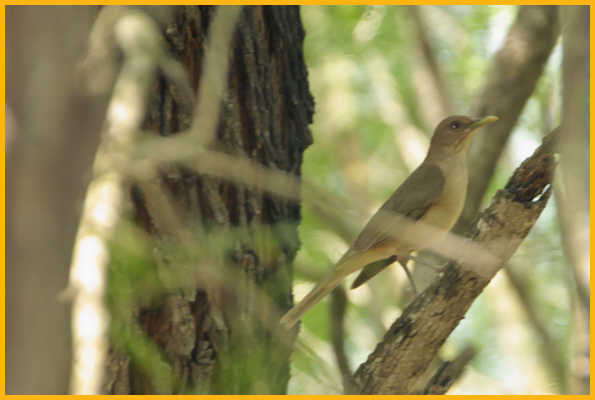 Clay-colored Thrush