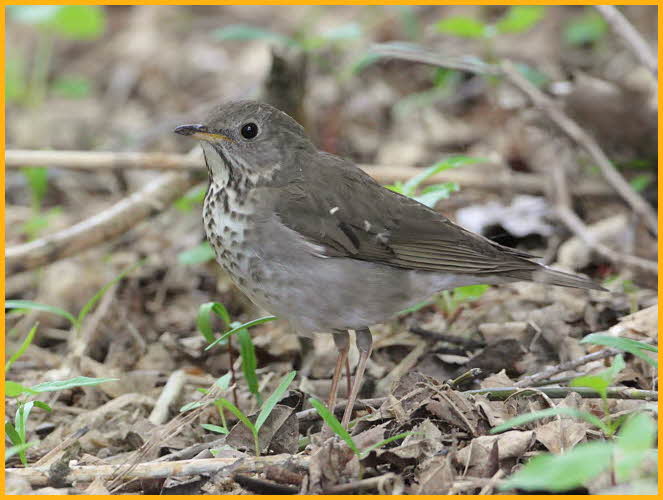 Gray-cheeked Thrush