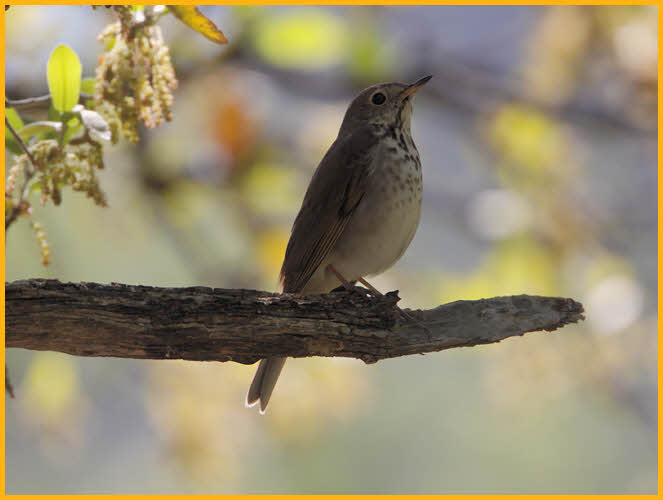 Interior West<BR>Hermit Thrush