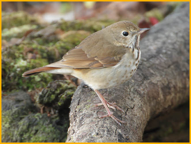 Eastern Hermit Thrush