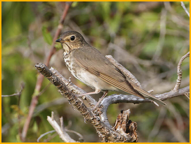 Olive-backed<BR>Swainson's Thrush