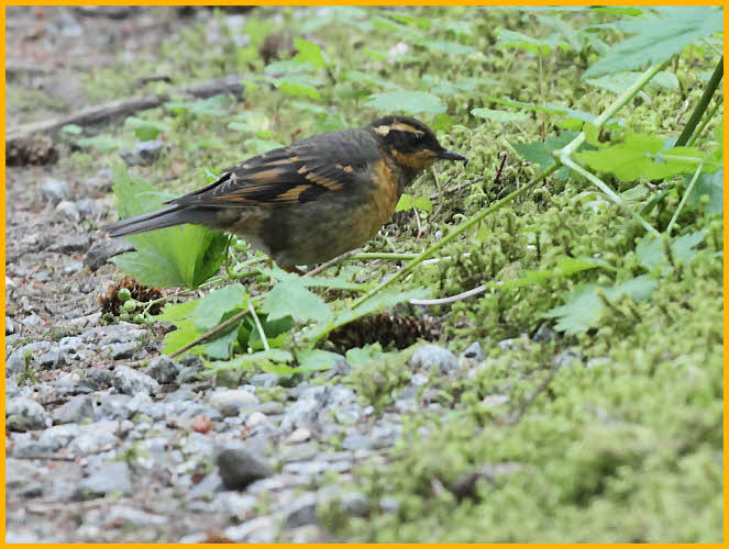 Female <BR>Varied Thrush
