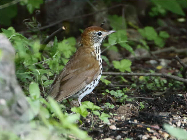 Wood Thrush