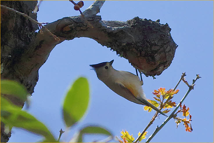 Black-crested Titmouse