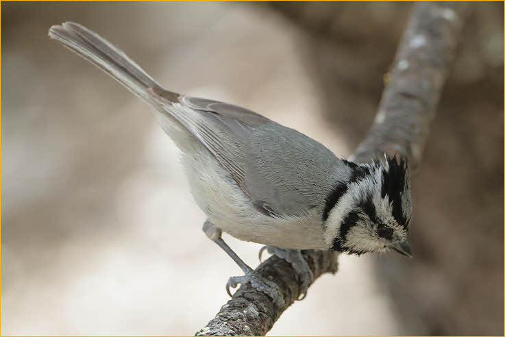 Bridled Titmouse
