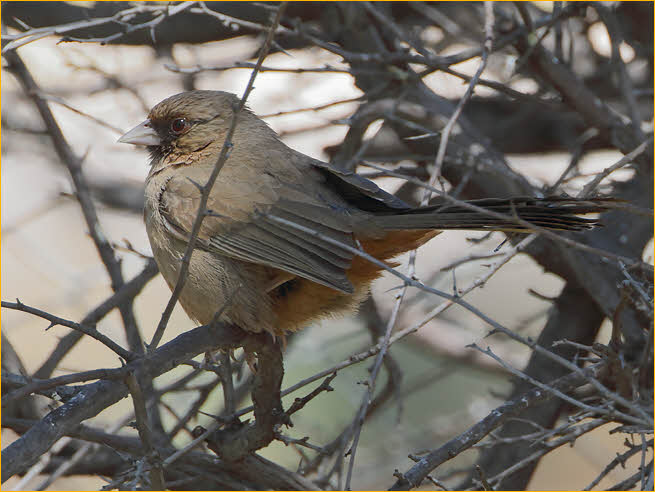 Abert's Towhee